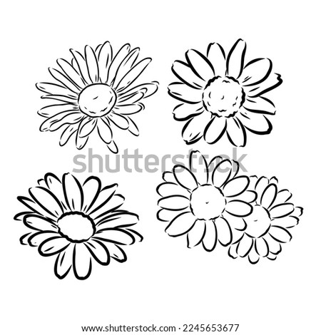Daisy flower line art drawing. Vector hand drawn engraved illustration. Wild Chamomile black ink sketch. Wild botanical garden bloom. Great for tea packaging, label, icon, greeting cards, decor