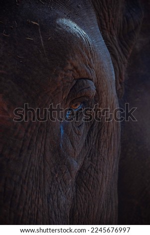 A close up picture of an elephant's eye watering