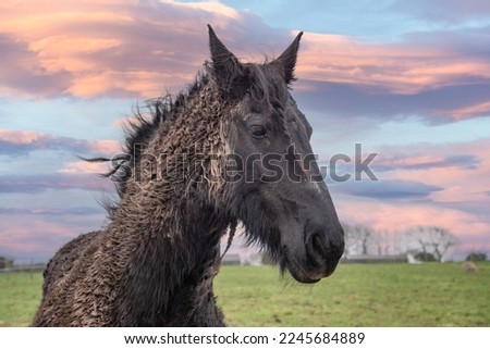 Dirty  black Friesian horse   covered  in mud at dusk  rolling  in mud  Royalty-Free Stock Photo #2245684889