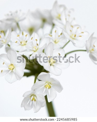 Nature with flowers background texture 