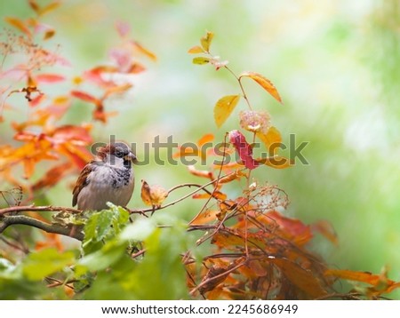 Sparrow song bird inside tree Royalty-Free Stock Photo #2245686949