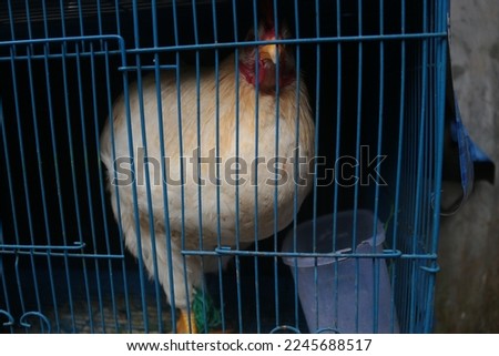 an adult chicken caged in a birdcage pictured in the late afternoon