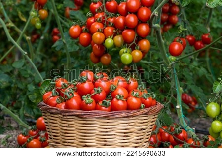 Different tomatoes in baskets near the greenhouse. Harvesting tomatoes. Royalty-Free Stock Photo #2245690633