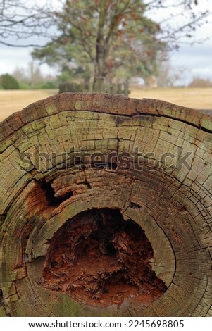 Cut down, aged and rotten tree trunk