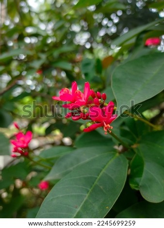 Jatropha integerrima (Peregrina) is a species of flowering plant in the Euphorbiaceae family. This plant is suitable for planting in pots or directly in the ground