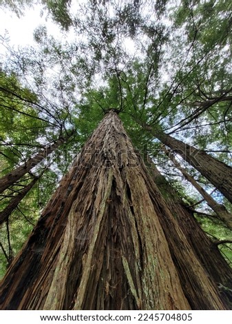 Looking up into a Pacific Redwood 