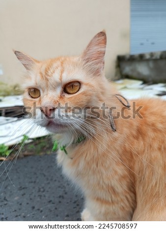 a picture of male orange cat