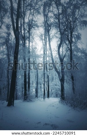 winter landscape with frozen trees in dark cold forest Royalty-Free Stock Photo #2245710091