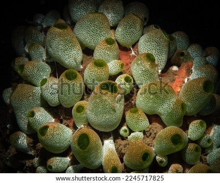 Macro close-up of coral underwater. Exploring the underwater world. Background for the screensaver. Texture. Interior Decor. Snorkeling. Marine aquarium with exotic animals. Picture for printing 