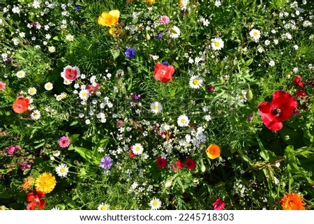 Flower Beds, colorful flower summer bed from above Royalty-Free Stock Photo #2245718303