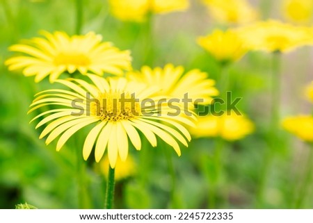 Yellow spring flowers on a yellow background, Flowers in the form of a background. spring background.