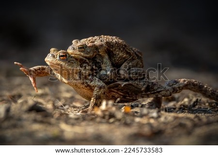 Female carrying a male toad during toad migration at a sunny day in spring.