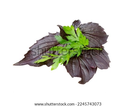  Purple dark opal basil and parsley isolated on white. Fresh herb leaves. 