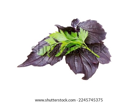  Purple dark opal basil and parsley isolated on white. Fresh herb leaves. 