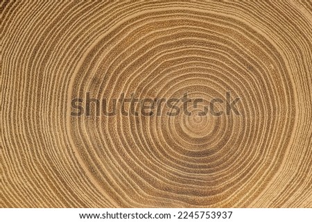 Detailed photo of annual tree rings on a maple tree. Pattern in nature Royalty-Free Stock Photo #2245753937
