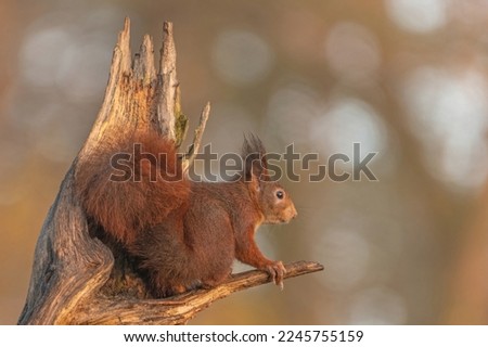 European red squirrel in the woods