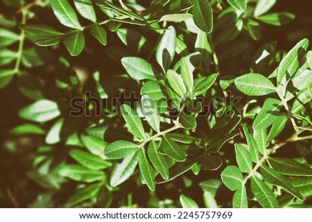 Close up green plants.  Copy space leaves pattern and background. Renewable sources concept.
