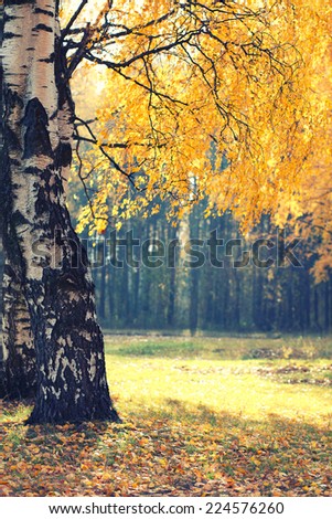 Autumn season, yellow foliage tree in forest background
