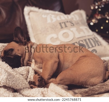 French bulldog taking a nap on a cold winter day with a holiday pillow and Christmas tree in the background.