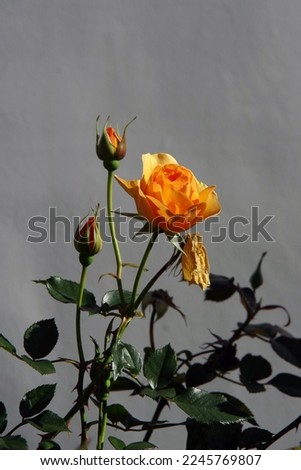 Beautiful orange yellow rose blossom