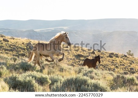 Halflinger horse runs through the sagebrush. Royalty-Free Stock Photo #2245770329