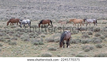 Line of horses walks behind lone stallion. Royalty-Free Stock Photo #2245770375