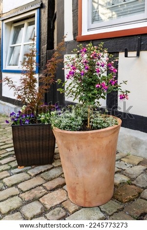 Decorative flowers grow in pots on the street of the ancient town
