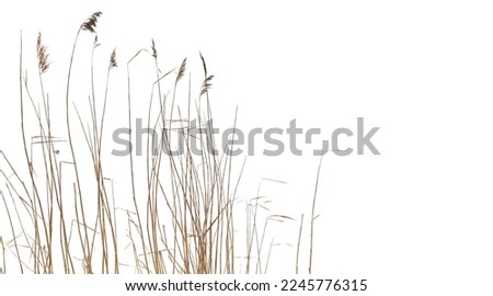 Dry coastal reed isolated on white background, natural winter photo Royalty-Free Stock Photo #2245776315