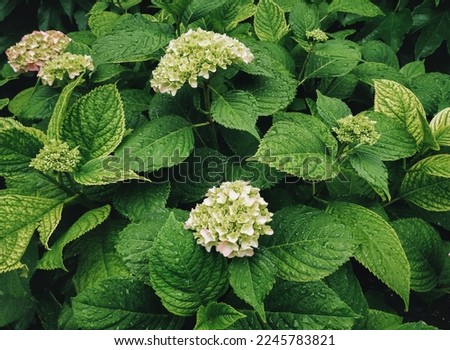 Fresh green leaves and pink flower of a hydrangea bush with rain drops. Natural background.