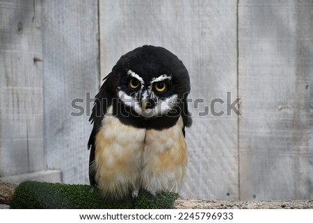 Spectacled owl posing for a picture