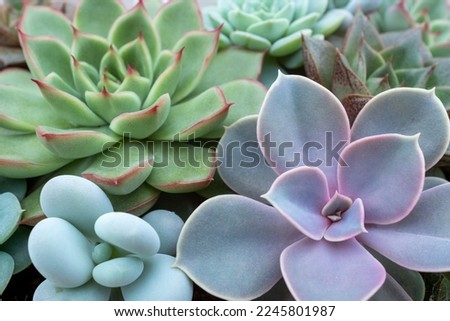 Composition of colorful succulent plants, top view. Succulents rosettes for a poster, calendar, post, screensaver, wallpaper, postcard, banner, cover, website. High quality photography
