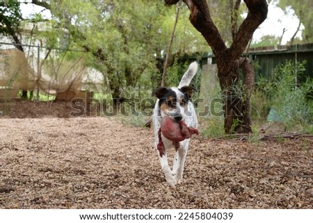 White and black spotted cattle dog playing and running in green backyard on dirt