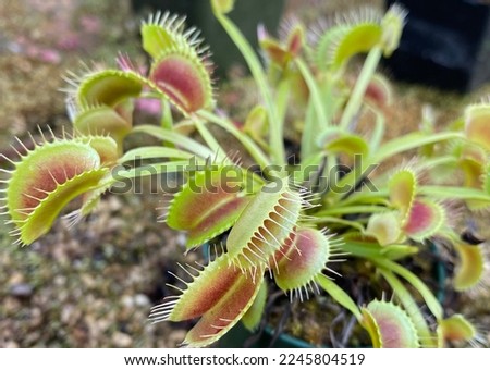 an open Venus Fly Trap plant. 