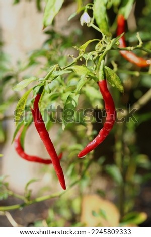 Red chilli pepper fruits hanging on a branch 