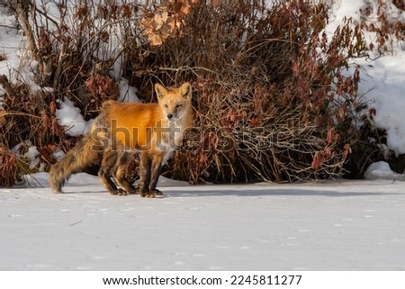 young fox on frozen lake, wild animal on ice