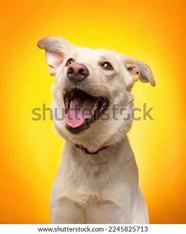 Studio shot of a cute dog on an isolated background Royalty-Free Stock Photo #2245825713