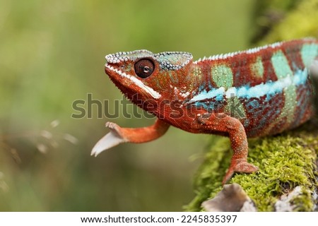 Furcifer pardalis, Panther chameleon, Chameleon pardálí. The panther chameleon (Furcifer pardalis) is a species of chameleon found in the eastern and northern parts of Madagascar in a tropical Royalty-Free Stock Photo #2245835397