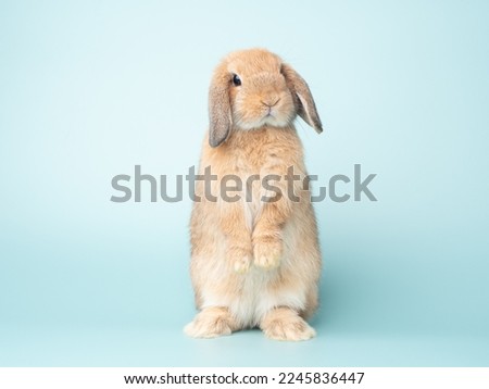 Front view of orange cute baby holland lop rabbit standing on green pastel background. Lovely action of young rabbit.

