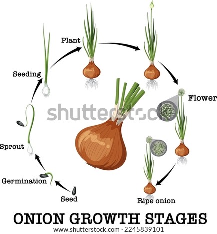 Diagram showing onion life cycle illustration
