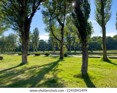 Sunlight filtering through rows of poplar trees Royalty-Free Stock Photo #2245841499