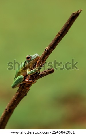 Little green tree frog sitting on a branch