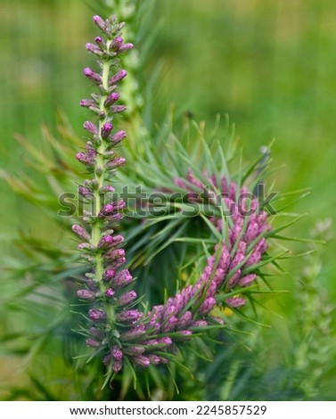 A curling Prairie Blazing Star in a Butterfly Plants Garden Royalty-Free Stock Photo #2245857529