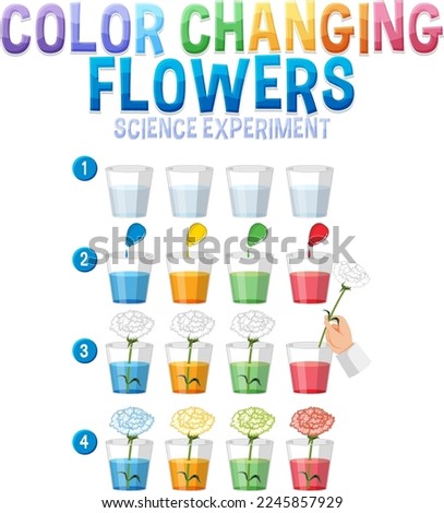 Color changing flowers science experiment illustration