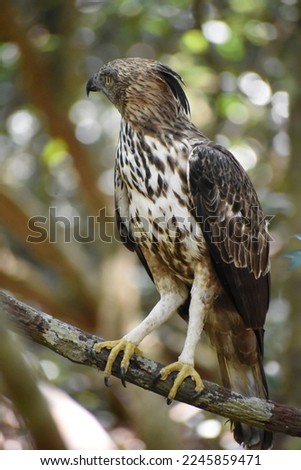 crested hawk eagle bird perched on a tree branch wilpaththu national park