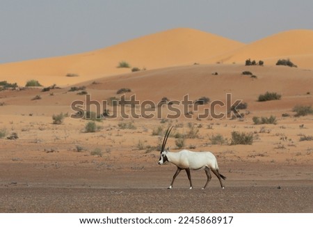 Solitary lonely arabian oryx in desert landscape. Dubai, UAE. Royalty-Free Stock Photo #2245868917