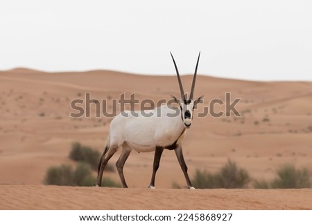 Solitary lonely arabian oryx looking majestic in desert landscape. Dubai, UAE. Royalty-Free Stock Photo #2245868927