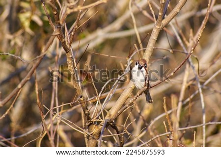 Pictures of sparrows perching on dead branches.

