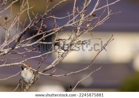 Pictures of sparrows perching on dead branches.
