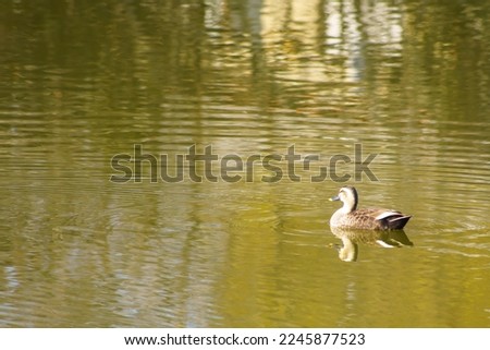 Pictures of ducks swimming by the river

