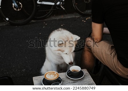 Siberian husky dog sniffing coffee with its owner near at street coffee bar. Cute Siberian Husky dog enjoying morning coffee routine with its owner.
